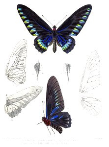 TrogonopteraTrojanaRippon