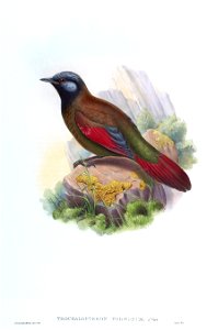 TrochalopteronFormosumGould