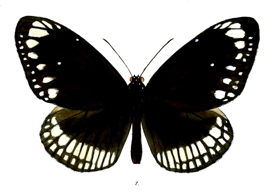 TrongaNicevillei 20 1