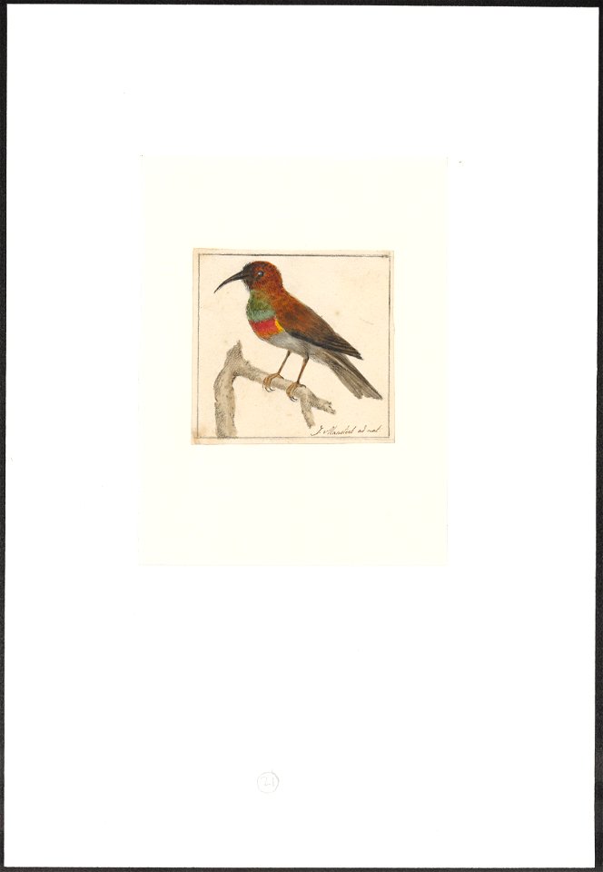 Trochilidae - 1753-1834 - Print - Iconographia Zoologica - Special Collections University of Amsterdam - UBA01 IZA1000244