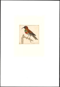 Trochilidae - 1753-1834 - Print - Iconographia Zoologica - Special Collections University of Amsterdam - UBA01 IZA1000244