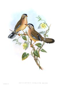 TrochalopteronCineraceumGould