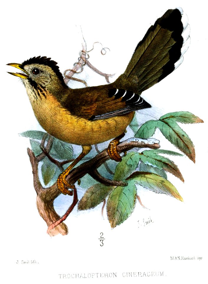 TrochalopteronCineraceumSmit
