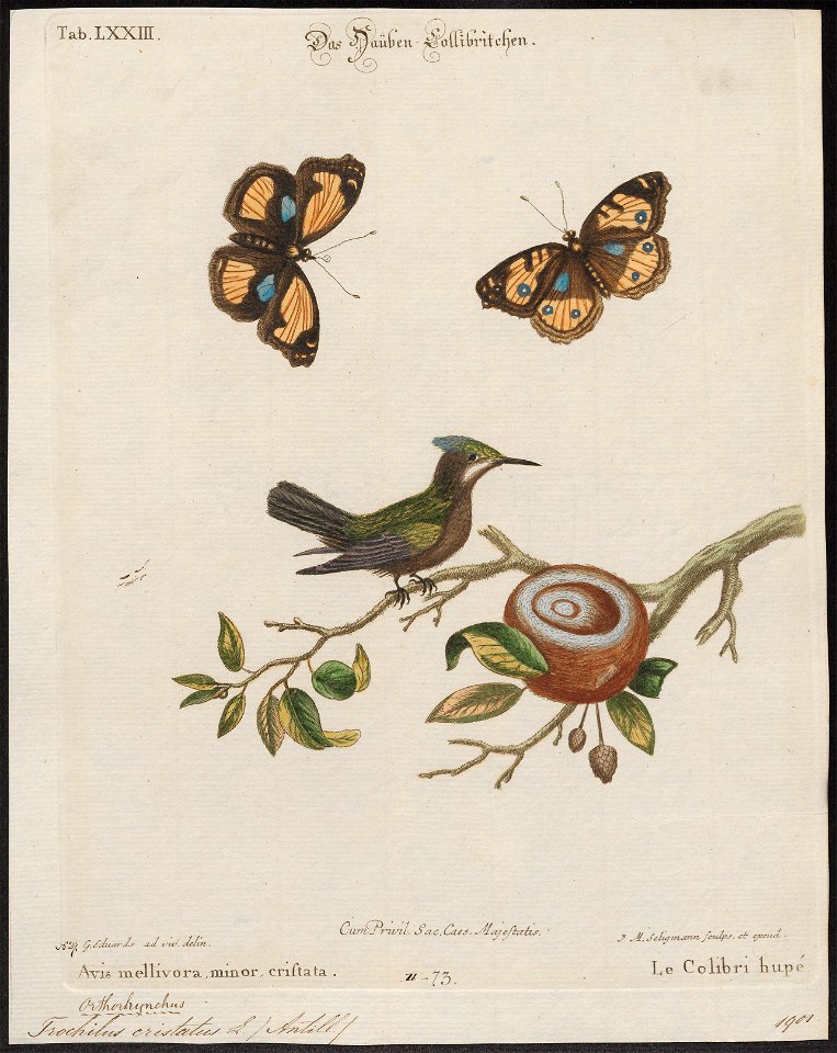 Trochilus cristatus - 1700-1880 - Print - Iconographia Zoologica - Special Collections University of Amsterdam - UBA01 IZ19100463