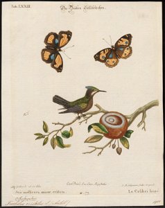 Trochilus cristatus - 1700-1880 - Print - Iconographia Zoologica - Special Collections University of Amsterdam - UBA01 IZ19100463