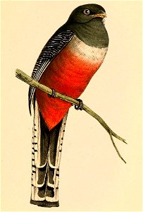 Trogon curucui female 1841