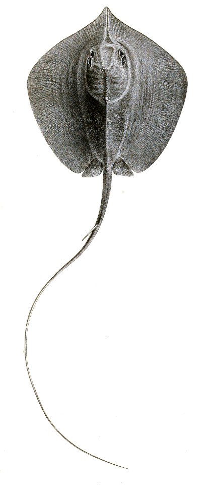 Trygon bleekeri Day 195