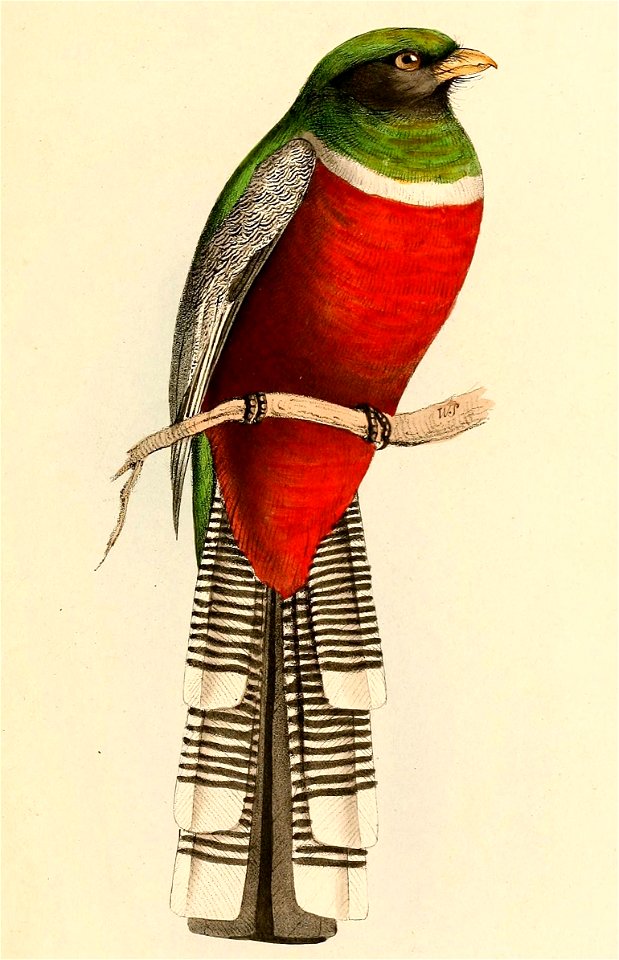 Trogon collaris male 1841