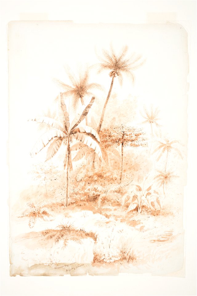 Tropical Vegetation, Loyalty Islands by Charles Heaphy