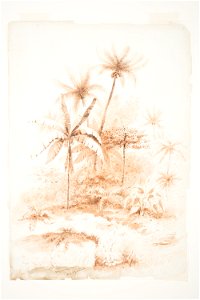 Tropical Vegetation, Loyalty Islands by Charles Heaphy