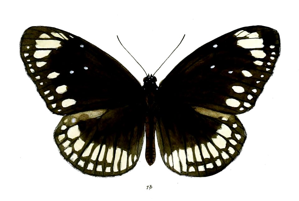 TrongaNicevillei 20 1b