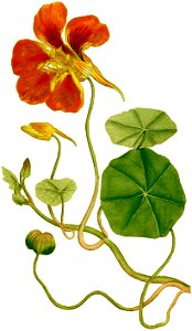 Tropaeolum majus-1787. Free illustration for personal and commercial use.