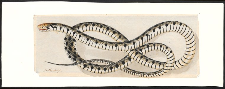 Tropidonotus vittatus - 1753-1834 - Print - Iconographia Zoologica - Special Collections University of Amsterdam - UBA01 IZA1000190
