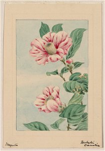 Tsubaki camelia (i.e., camellia) - Megata. LCCN2009630230
