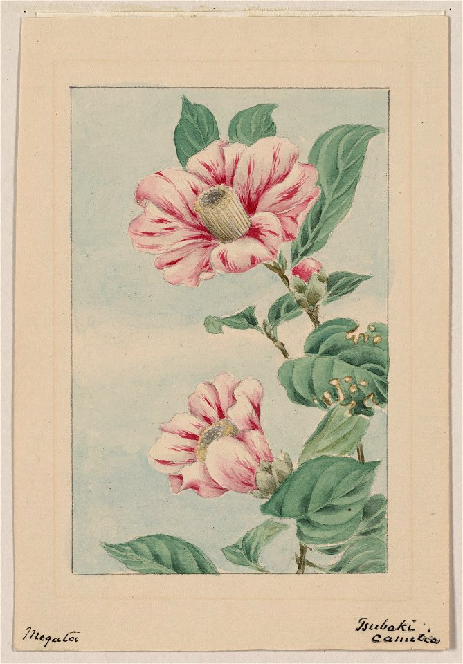 Tsubaki camelia (i.e., camellia) - Megata. LCCN2009630230
