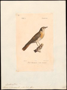 Turdus naumanni - 1842-1848 - Print - Iconographia Zoologica - Special Collections University of Amsterdam - UBA01 IZ16300211