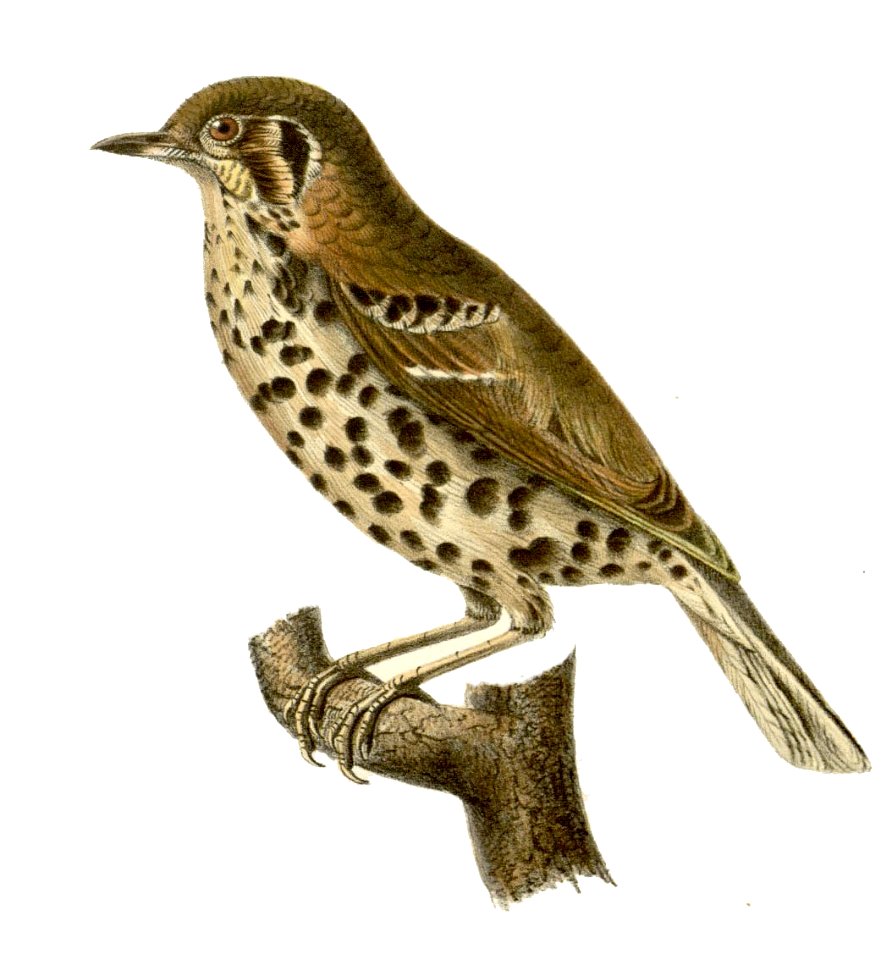 Turdus rubrocanus gouldi2