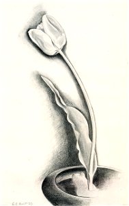 Tulip. George Copeland Ault