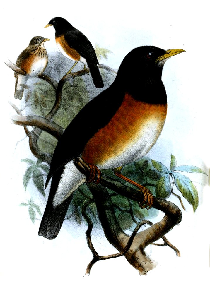 TurdusDissimilisSmit