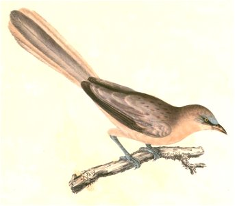 Turdoides malcolmi Hardwicke