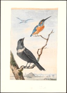Turdus torquatus - 1743 - Print - Iconographia Zoologica - Special Collections University of Amsterdam - UBA01 IZAA100120