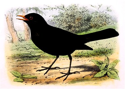Turdus merula 1869