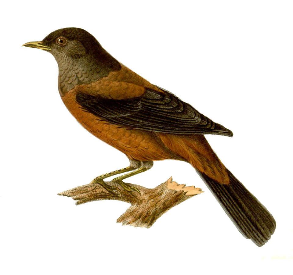Turdus rubrocanus gouldi