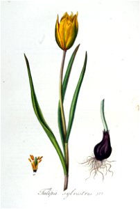 Tulipa sylvestris — Flora Batava — Volume v5