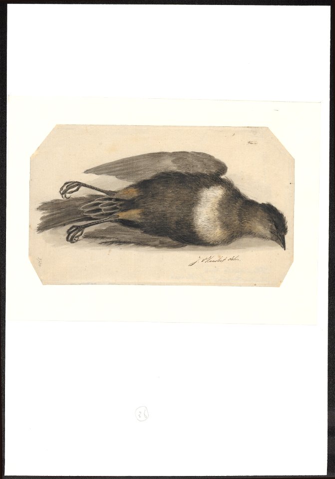 Turdus torquatus - 1753-1834 - Print - Iconographia Zoologica - Special Collections University of Amsterdam - UBA01 IZA1000276