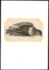 Turdus torquatus - 1753-1834 - Print - Iconographia Zoologica - Special Collections University of Amsterdam - UBA01 IZA1000276