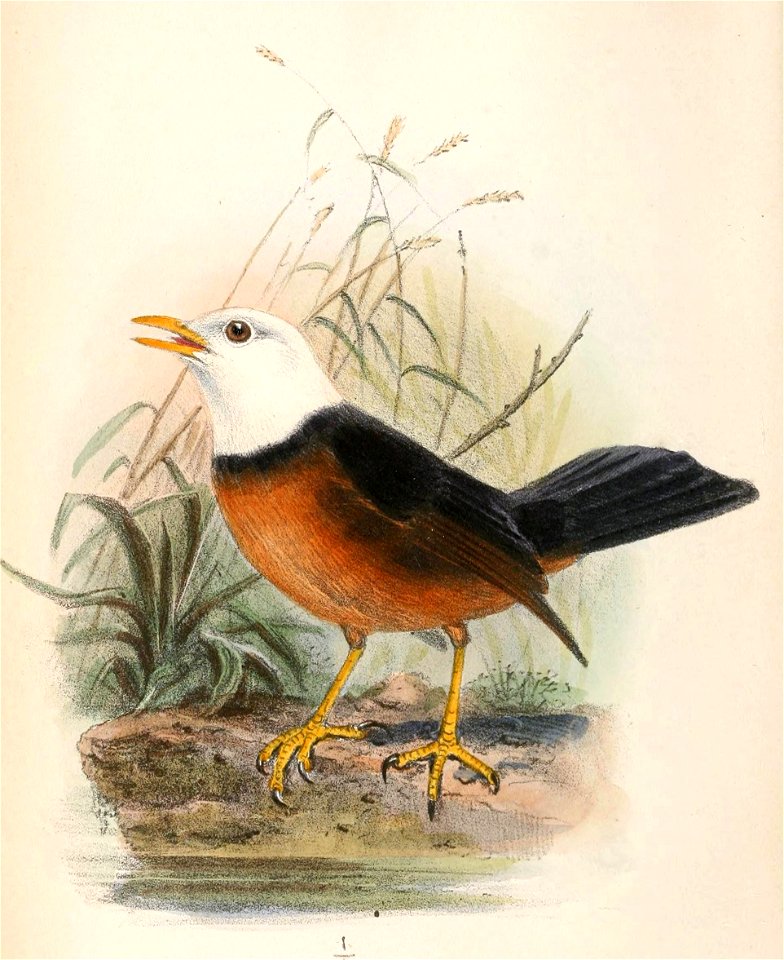 Turdus poliocephalus niveiceps 1866