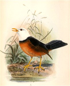 Turdus poliocephalus niveiceps 1866