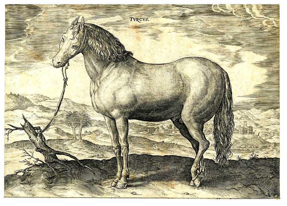 Turcus (BM 1957,0413.192)