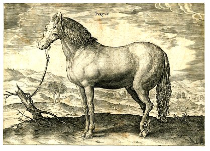 Turcus (BM 1957,0413.192)