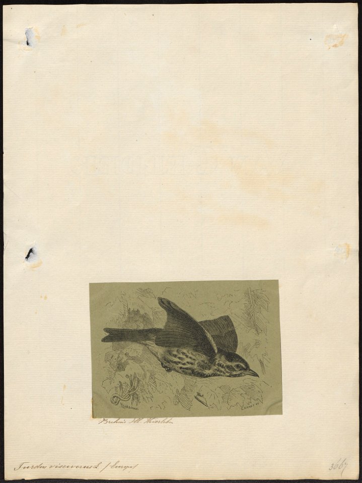 Turdus viscivorus - 1879 - Print - Iconographia Zoologica - Special Collections University of Amsterdam - UBA01 IZ16300199