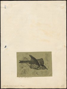 Turdus viscivorus - 1879 - Print - Iconographia Zoologica - Special Collections University of Amsterdam - UBA01 IZ16300199