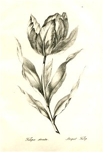 Tulipa striata (BM 1899,0713.208.21)