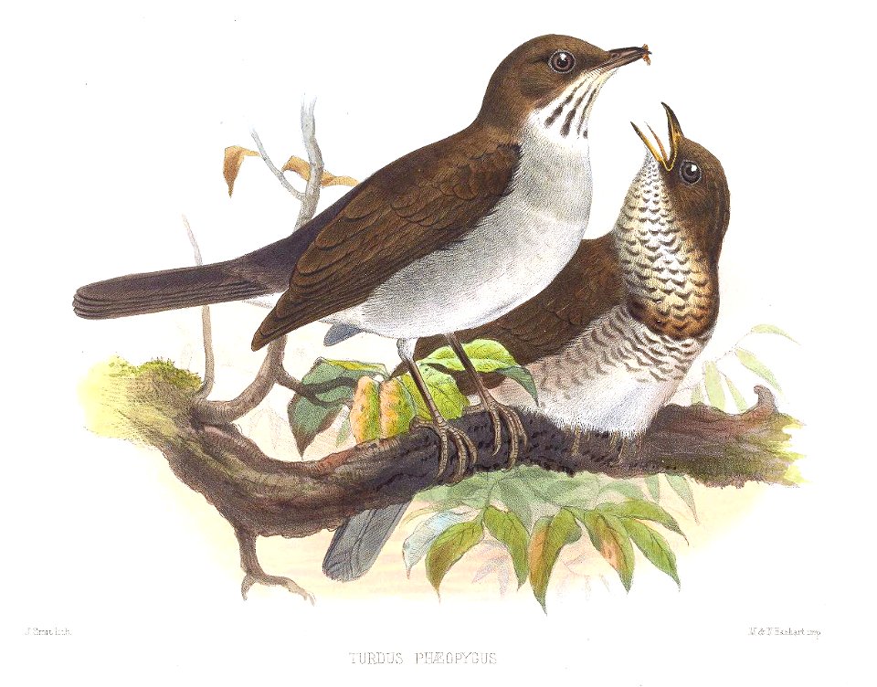 TurdusPhaeopygus2Smit