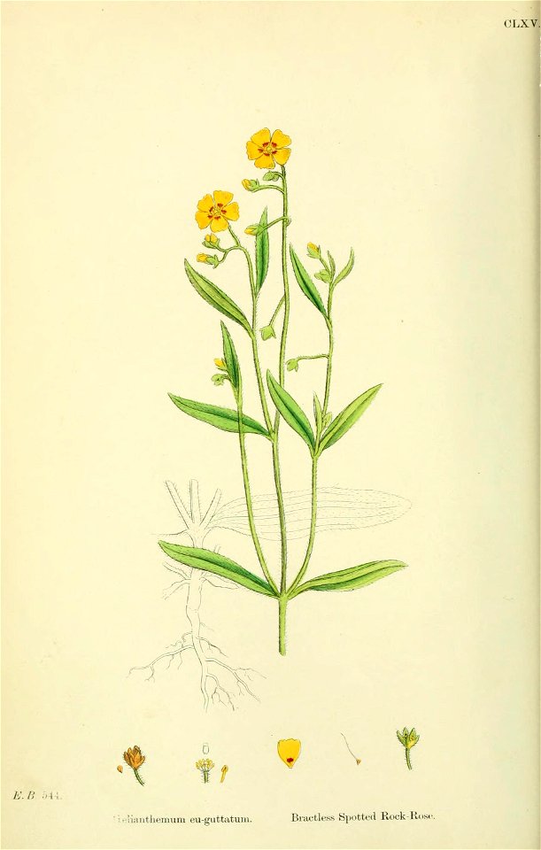 Tuberaria guttata - English botany, or, Coloured figures of British plants - vol. 2 (ed. 3) - t. 165