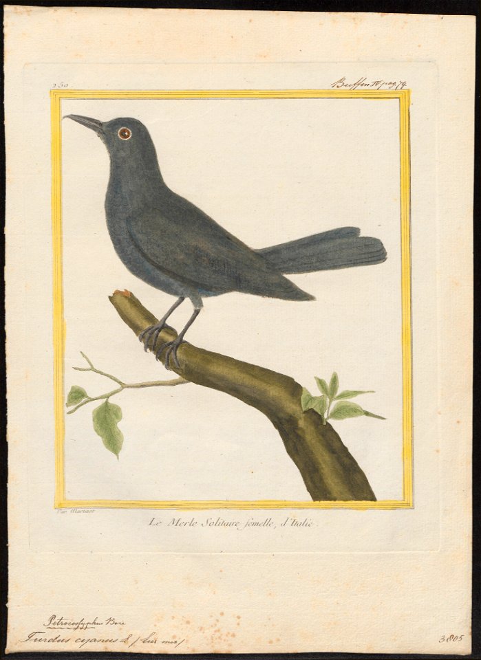 Turdus cyanus - 1700-1880 - Print - Iconographia Zoologica - Special Collections University of Amsterdam - UBA01 IZ16300307