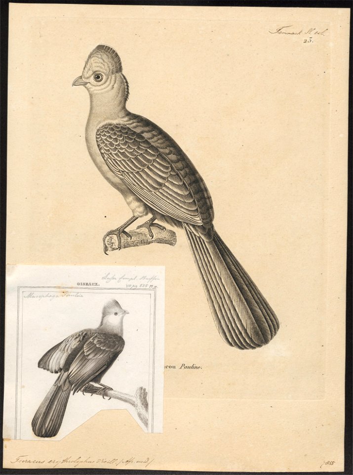Turacus erythrolophus - 1700-1880 - Print - Iconographia Zoologica - Special Collections University of Amsterdam - UBA01 IZ19300045