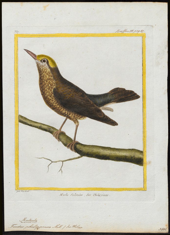 Turdus philippensis - 1700-1880 - Print - Iconographia Zoologica - Special Collections University of Amsterdam - UBA01 IZ16300301