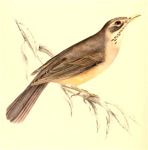 Turdus libonyana libonyana 1838