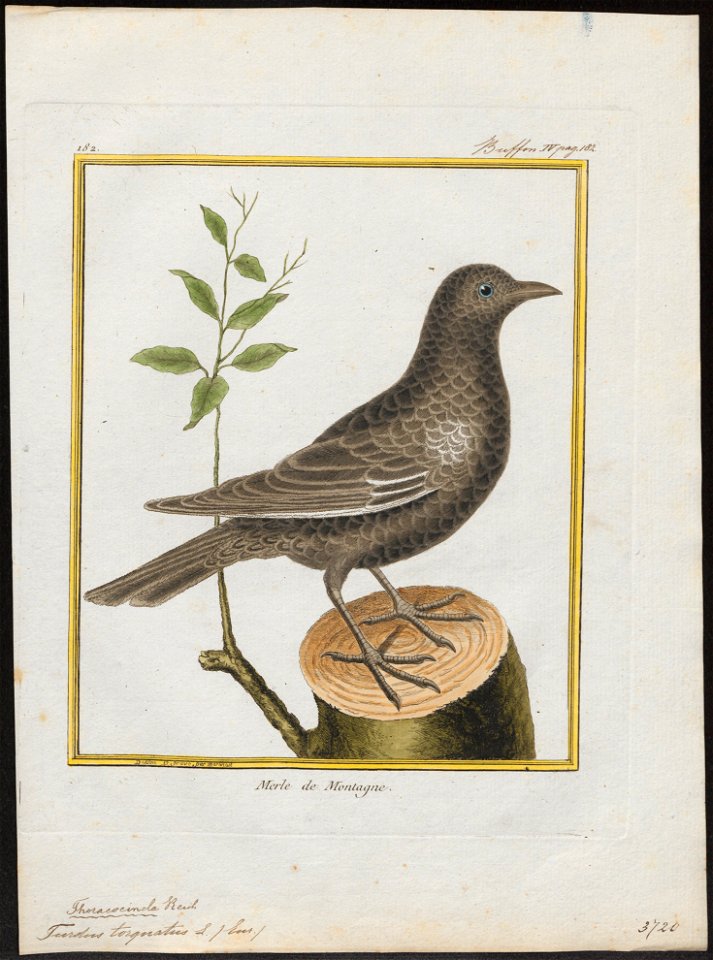 Turdus torquatus - 1700-1880 - Print - Iconographia Zoologica - Special Collections University of Amsterdam - UBA01 IZ16300249
