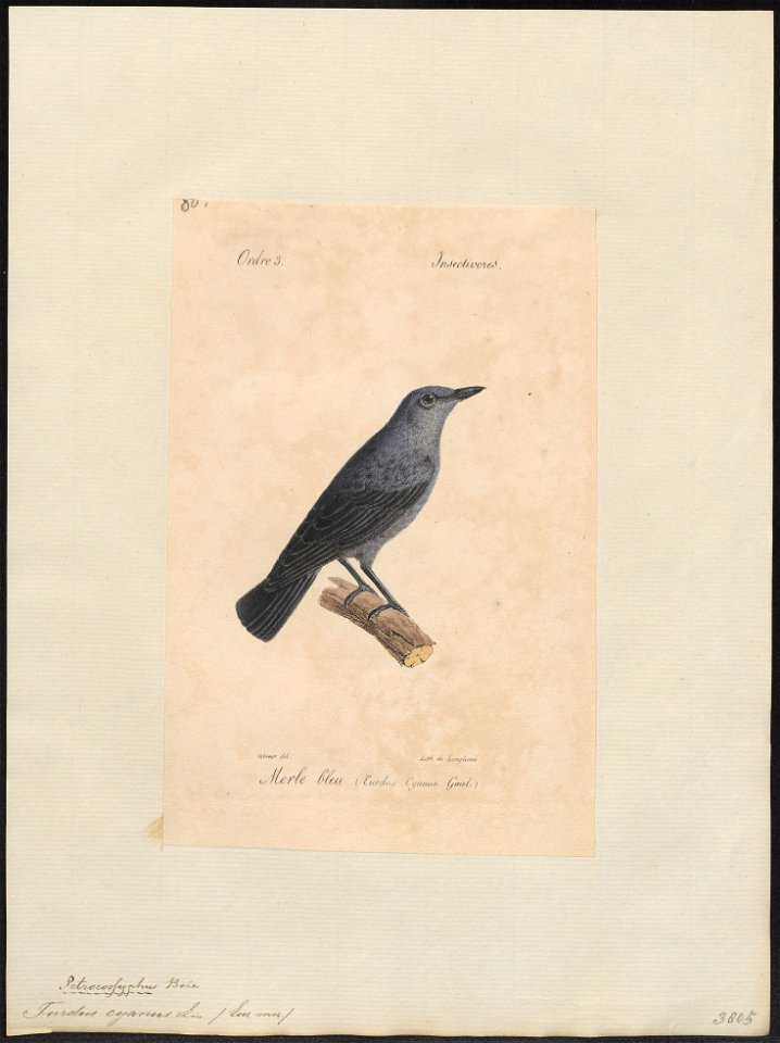Turdus cyanus - 1842-1848 - Print - Iconographia Zoologica - Special Collections University of Amsterdam - UBA01 IZ16300303