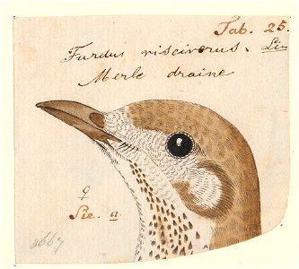Turdus viscivorus - kop - 1788-1863 - Print - Iconographia Zoologica - Special Collections University of Amsterdam - UBA01 IZA1000767