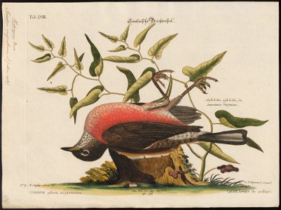 Turdus migratorius - 1700-1880 - Print - Iconographia Zoologica - Special Collections University of Amsterdam - UBA01 IZ16300271