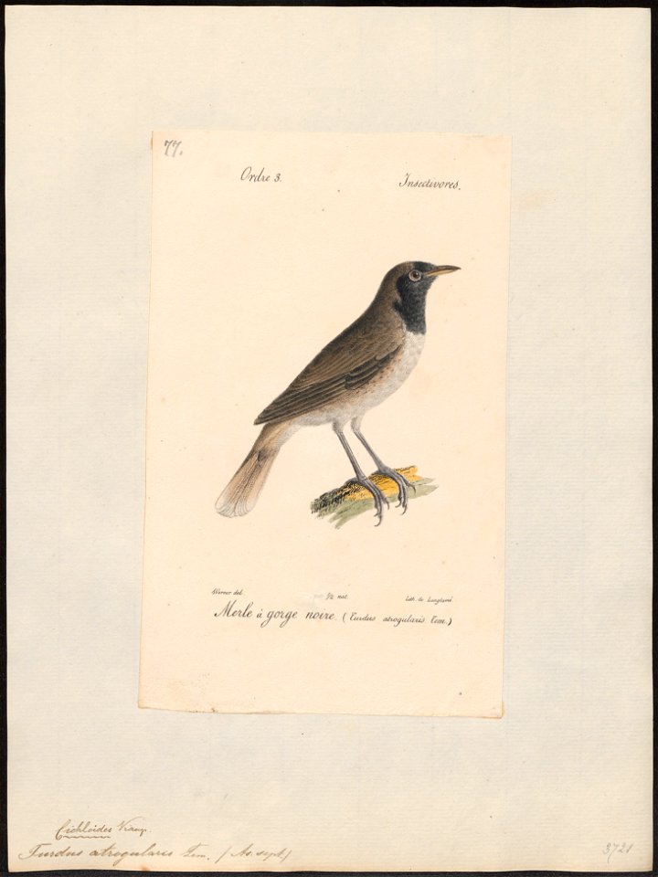 Turdus atrogularis - 1842-1848 - Print - Iconographia Zoologica - Special Collections University of Amsterdam - UBA01 IZ16300255