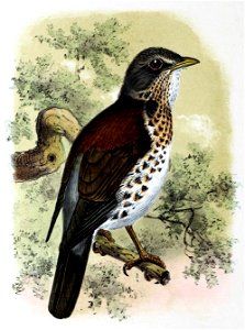 Turdus pilaris 1873
