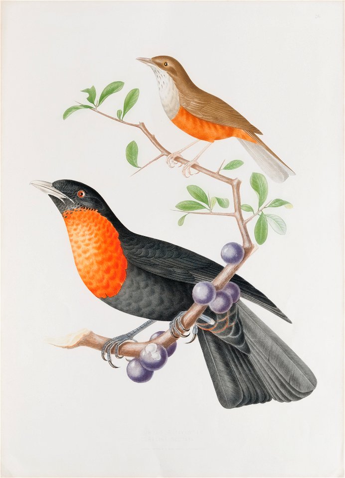 Turdus rufiventer - Coracina scutata, da Coleção Brasiliana Iconográfica